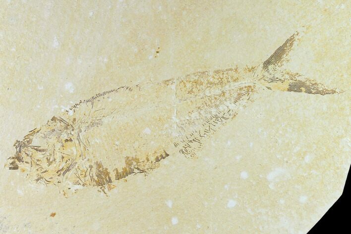 Bargain Fossil Fish (Diplomystus) - Green River Formation #131134